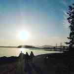 black jasmin-Theot 3F E 28 Theot wholesale vendor