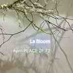 la bloom-APM PLACE 2F 72
