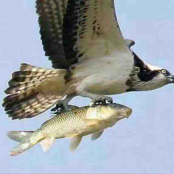 侨诗格-温州街415