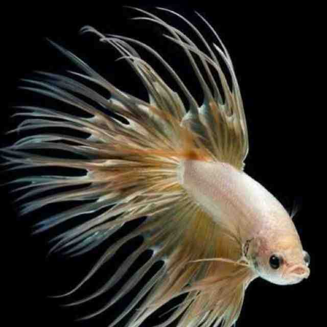 星亚利-青海街78