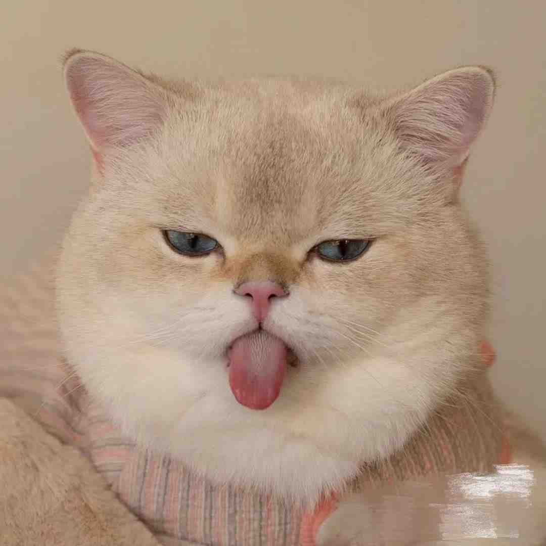 MISS U/多金家-南城2F52