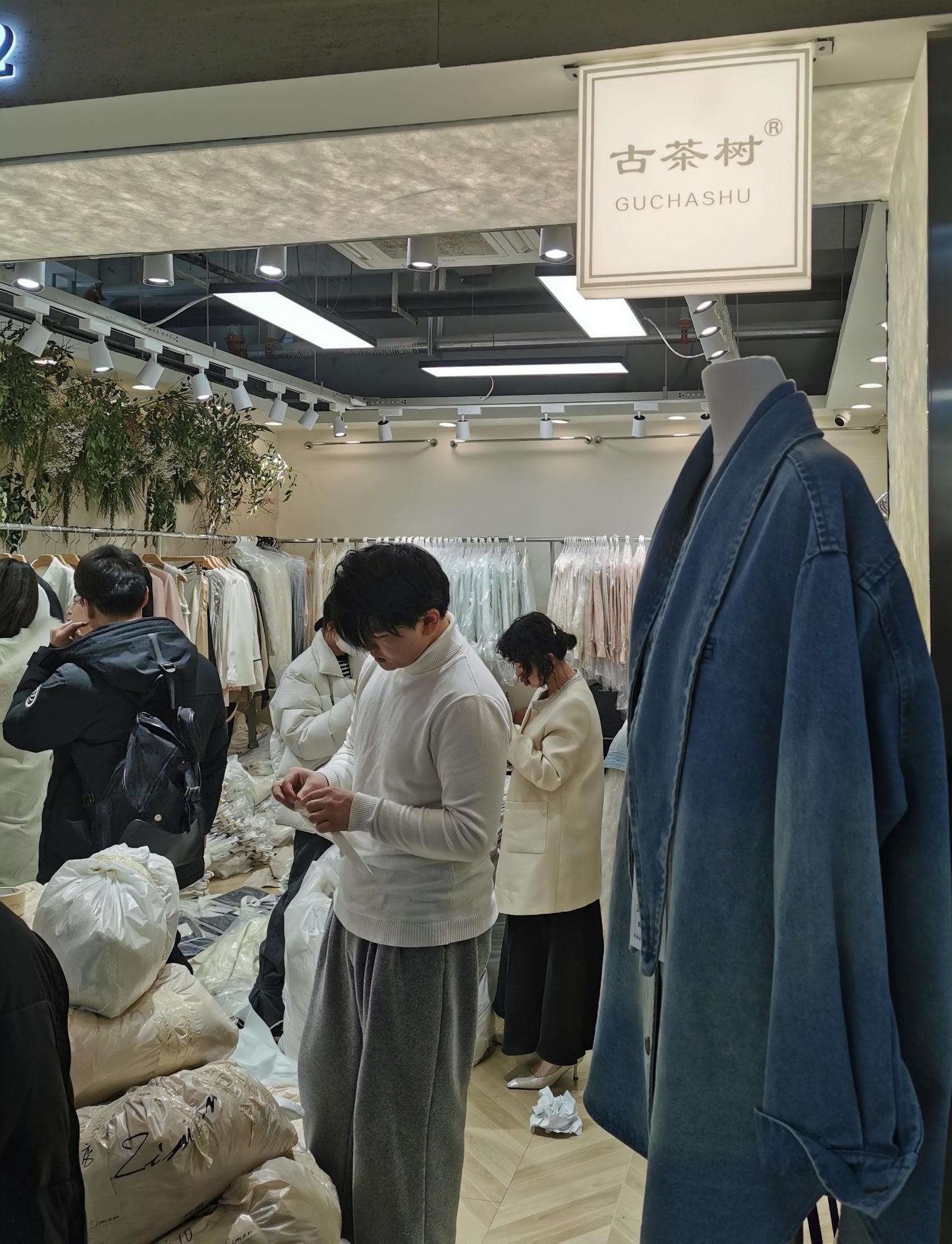 古茶树 产品图