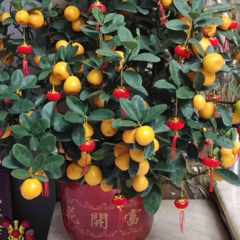 丽佳源 产品图