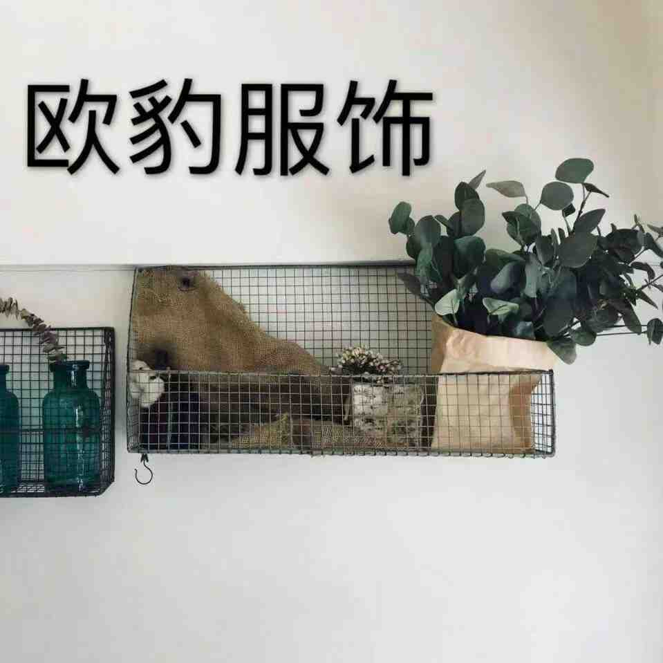 欧豹-双燕路846 产品图